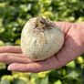 Giant Mix, Allium - 8 Bulbs thumbnail number null
